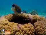 میزان هوش ماهیان  تشتک ماهی  از یک سندان مرجانی استفاده می‌کند