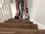 وقتی بچه داره یاد میگیره که از پله ها بالا بره و سگ ازش مراقب میکنه که نیوفته :)