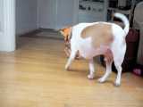 Dogs vs Crab Man Prank: Funny Dogs Maymo u0026 Potpie