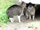 ببینید این دو تا گربه چجوری سر قلمرو با هم می جنگن :)