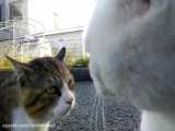 ببینید این دو تا گربه چجوری با هم بحث می کنن :)