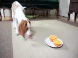 Cute Puppy vs. Orange: Cute Puppy Dogs Potpie u0026 Maymo