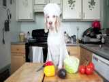 Chef Dog Makes Tacos: Funny Dog Maymo