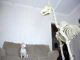 Halloween Prank: Dog vs Horse Skeleton