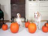 حکاکی کدو تنبل هالووین با سگهای خنده دار میمو و پنی