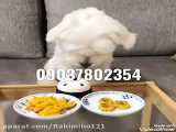 فروش سگ پشمالو عروسکی آپارتمانی خانگی پاکوتاه شماره تماس 09037802354
