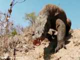 مستند حیات وحش:: شکار مار کبری توسط اژدهای کومودو
