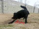بهترین ، قویترین و خطرناک ترین سگ ها ی سرابی در ایران