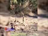 شکار بی‌دردسر آهو توسط پلنگ ! / مستند حیات وحش