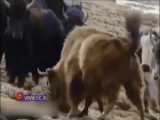 فرار پلنگ برفی از شاخ‌های گاو‌ تبتی پس از ناکامی در شکار / مستند حیات وحش