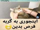 آموزش قرص دادن به گربه