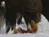 نبرد عقاب طلائی و عقاب استلر طعمهٔ اصلی او ماهی و پرندگان آبزی است.