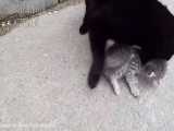 وقتی مادر گربه ها با بچه هاش حرف میزنه :)