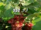 نهال انگور کشمشی قرمز،در آرال نهال میاندوآب.09143812014 و 09142711245مهندس کاظم