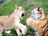 ببینید بچه شیر و بچه ببر دارن با هم بازی می کنن