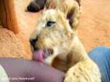 بببینید این بچه کفتارا و بچه شیرها چجوری با هم بازی میکنن :)