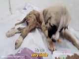 نجات توله سگی با پاهای زخمی که داره از درد جیغ میکشه ولی کسی توجه نمیکنه