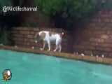 مهارت و توانمندی سگ در رفتن حداقل عمق دو متری