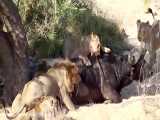 شکار و خوردن بوفالو توسط شیرهای وحشی حیات وحش افریقا