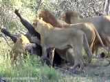 عجایب شکار بوفالو توسط شیرهای وحشی حیات وحش افریقا
