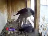صحنه دلخراش شکار کبوتر توسط شاهین