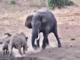 نبرد دیدنی فیل با کرگدن !! / نبرد حیوانات حیات وحش