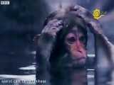 دنیای میمون ها BBC با ترجمه فارسی