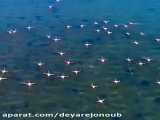 پرواز فلامینگوها روی دریای بردخون