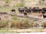 حمله ناگهانی شیرها به بوفالوها و شکست شیرها در شکار بوفالوها