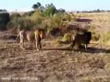 جنگ شیرها با همدیگر در حیات وحش افریقا