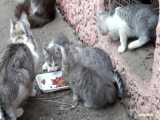بچه گربه های جدید برای اولین بار غذا می خورند