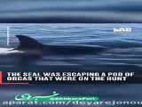 پناه آوردن فوک دریایی به قایق از ترس نهنگ های‌قاتل