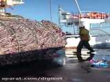 صحنه ای وحشتناک از حجم ماهی شکار شده توسط یک کشتی فقط در یکبار صید