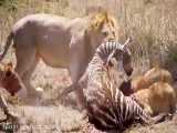 شکار  شیرها و خوردن گورخر در حیات وحش افریقا