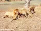 شکار شیرها و شکار و خوردن گورخر در حیات وحش افریقا
