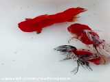 ماهی قرمزهای زیبا