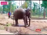 لحظات غم انگیز جان دادن فیل بیچاره در زنجیر