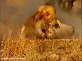 مستند حیات وحش::چیتای بخت برگشته شکار دو شیر شد