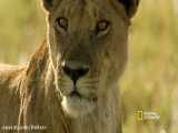 مستند حیات وحش :: نبرد شیر و بوفالو