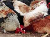 پروتئین لازم جهت رشد جوجه مرغ و مرغ خروس