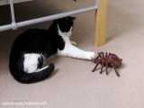 تقابل گربه با عنکبوت غول پیکر