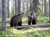 بهترین دعوای بین دو خرس در طبیعت :) خجالت بکشید خرس گنده ها :)