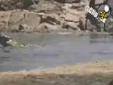 زنده خواری گورخر نگون بخت توسط کروکودیل های بی رحم وسط رودخانه...