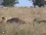 شکار دسته جمعی گورخر توسط شیرهای ماده