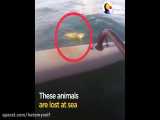 نجات سه حیوان گرفتار در وسط دریا :(