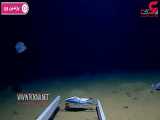 عجیب غریب ترین عروس دریایی دنیا