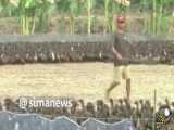 ده هزار اردک در شالیزار تایلند