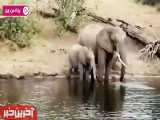 عاقبت شکار فیل بزرگ توسط کروکودیل !