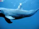 تصاویر تماشایی از غواصی با دلفین ها 30 شهریور 99