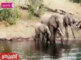 عاقبت شکار فیل گنده